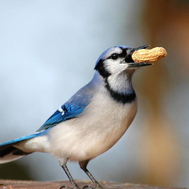 Peanuts, In-Shell - 3 pounds