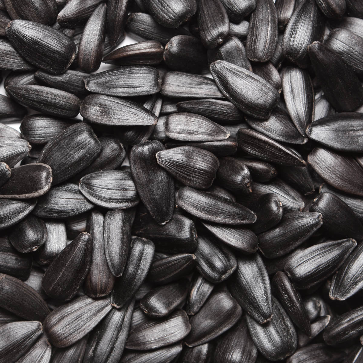 Black oil sunflower - 4 pounds