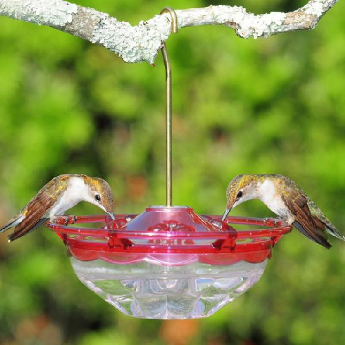 Aspects HummBlossom, Rose, 4 oz