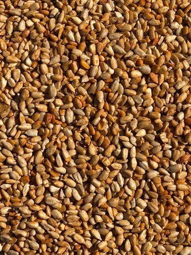 Hot as the Sunflower - 16 pounds