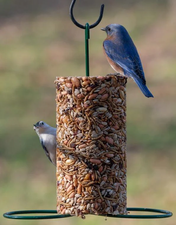 Seed Cake Cylinder Feeder, 2 perches