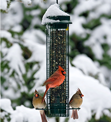 Squirrel Buster Classic bird feeder